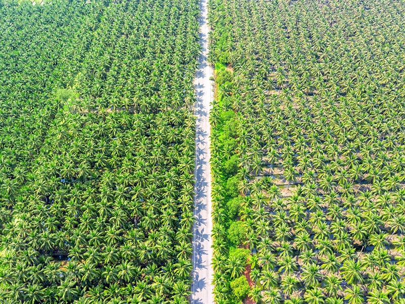 Perkebunan-min