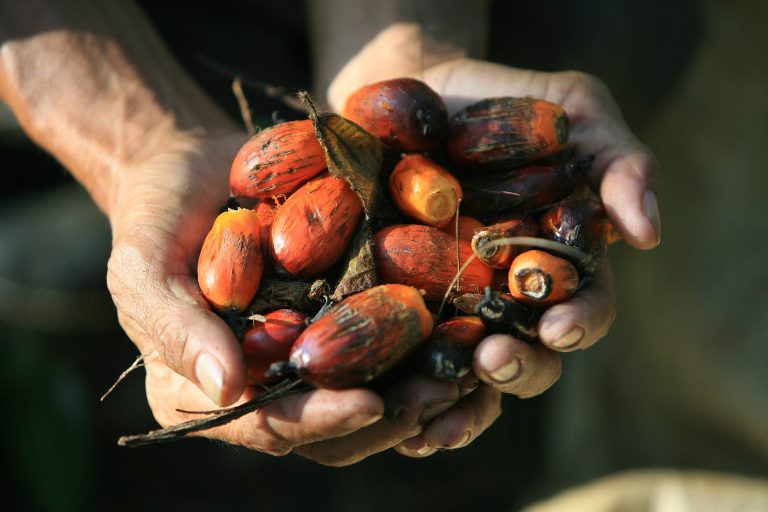 Tangan menggenggam buah kelapa sawit di area perkebunan